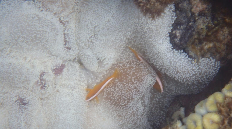 �V�~�E���΂����E���₯�Ɍ����b���i�I�yWHITE RUMAN�i�z���C�g���}���j�z
���T�C�g